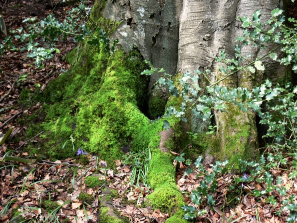 Bois des Moutiers (60) Mai 2012